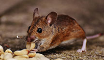 24 Hour & Emergency Exterminators in Laurel, MD